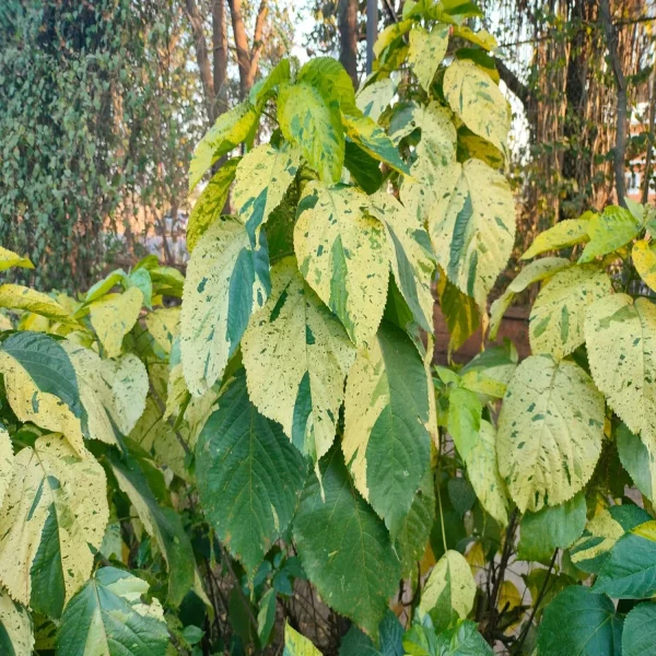 ACALYPHA HIS-ALBA - Image 3
