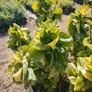 ACALYPHA HIS-ALBA