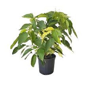 ACALYPHA HIS-ALBA