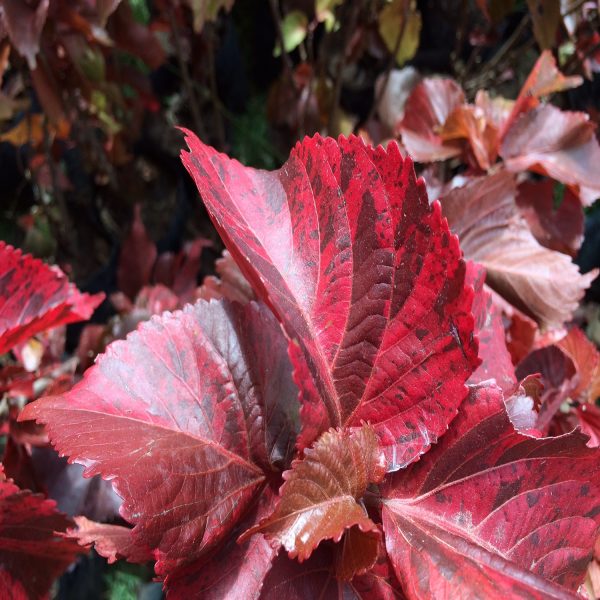 ACALYPHA WIL-CEYLON - Image 3