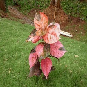 ACALYPHA WIL-CEYLON