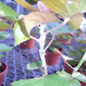 ACALYPHA WIL-CEYLON