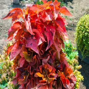 ACALYPHA WIL-MOOREA