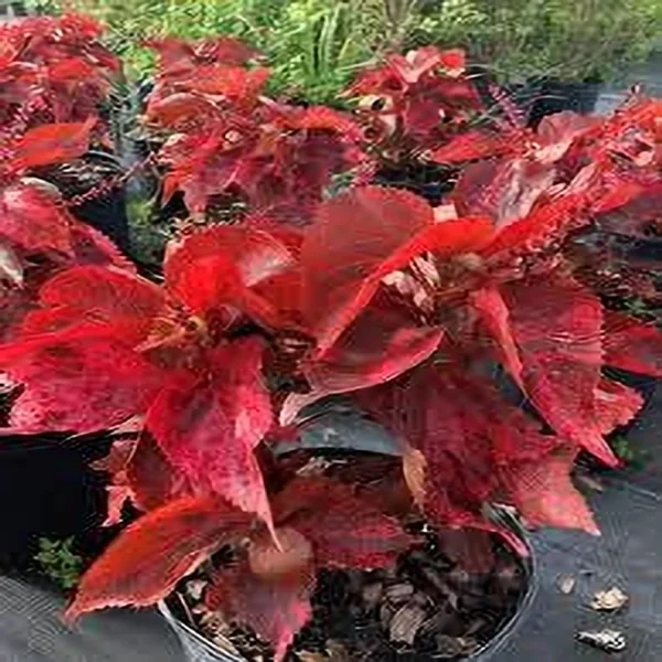 ACALYPHA WIL-MOOREA - Image 3