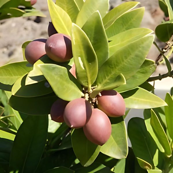 ACOKANTHERA OBLONGIFOLIA - Image 4