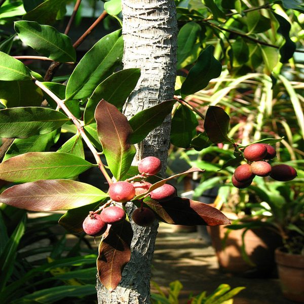ACOKANTHERA OBLONGIFOLIA