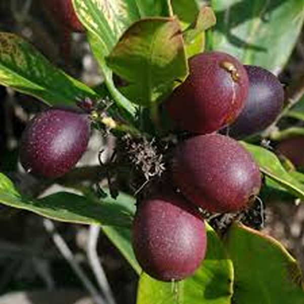 ACOKANTHERA OBLONGIFOLIA - Image 2