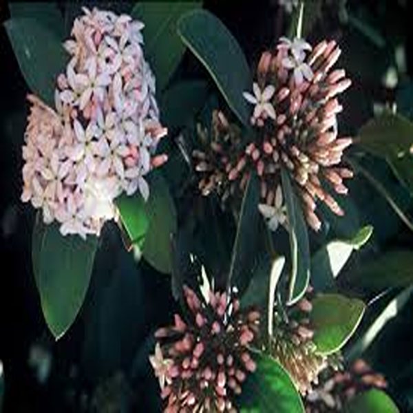 ACOKANTHERA SPP. - Image 3
