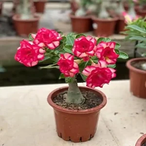 PHP-ADENIUM OBESUM