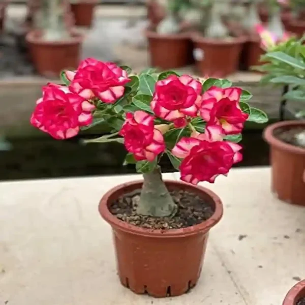 PHP-ADENIUM OBESUM