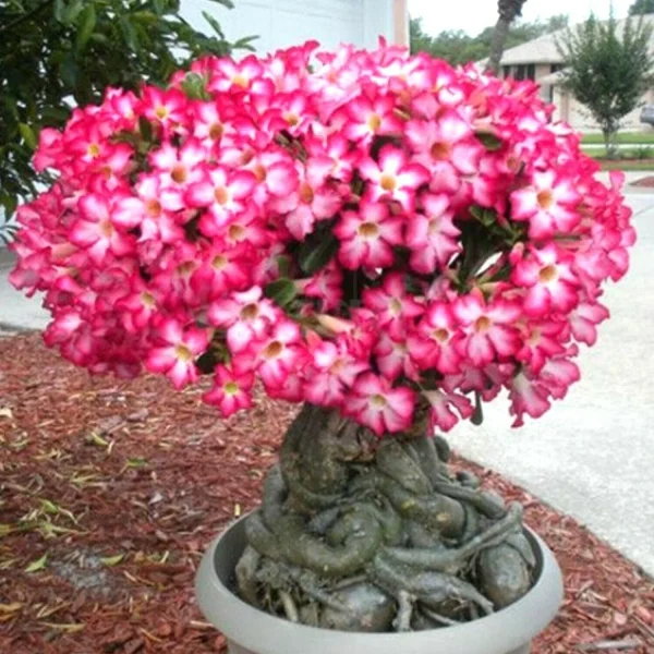 PHP-ADENIUM OBESUM - Image 4