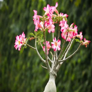 PHP-ADENIUM OBESUM