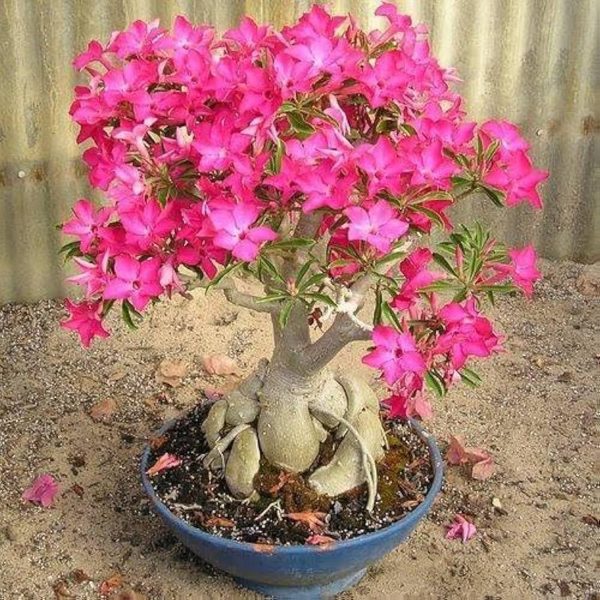 PHP-ADENIUM OBESUM - Image 3