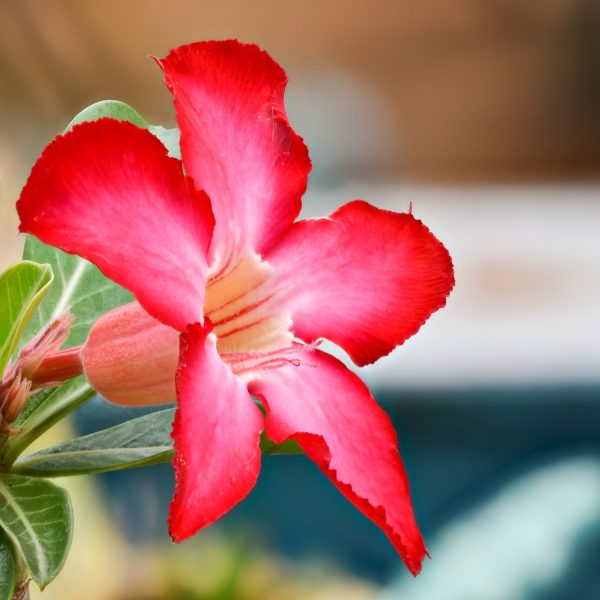 Adenium obesum - Image 5