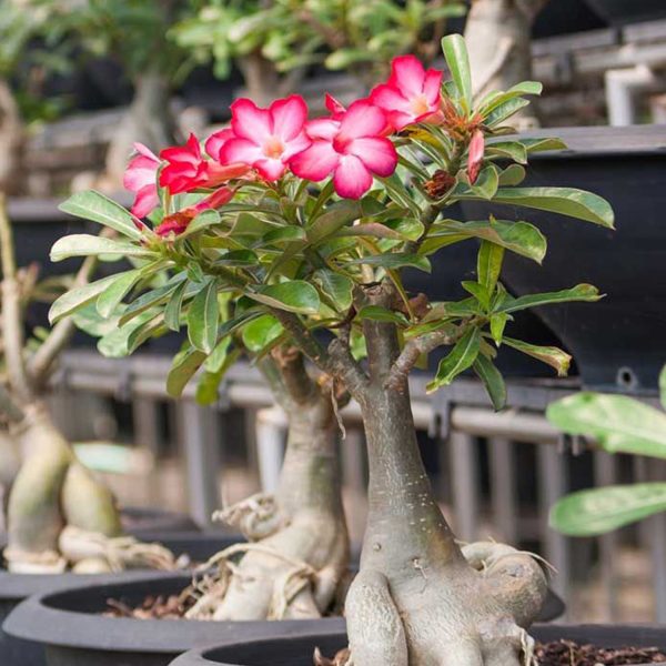 Adenium obesum - Image 6