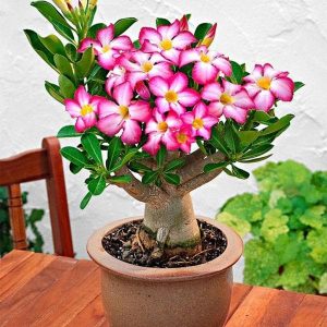Adenium obesum