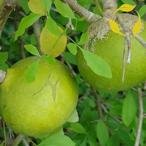 AEGLE MARMELOS - Image 5