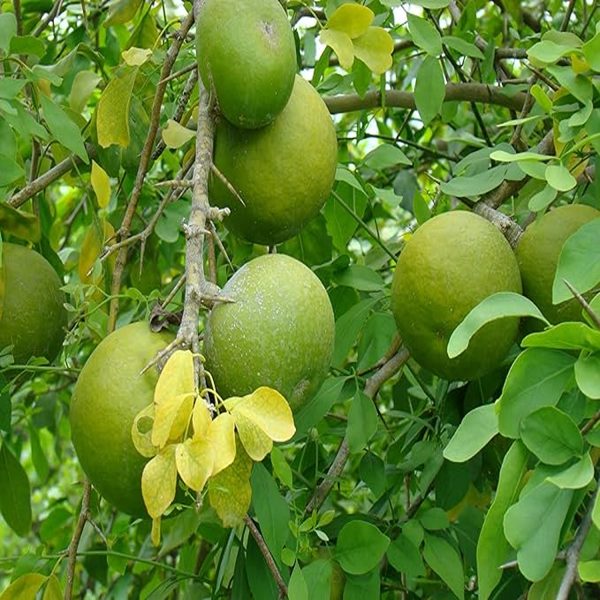 AEGLE MARMELOS - Image 4
