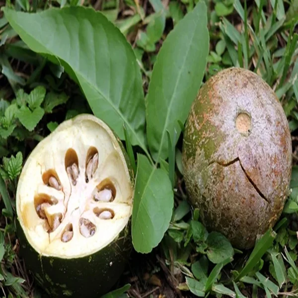 AEGLE MARMELOS - Image 6