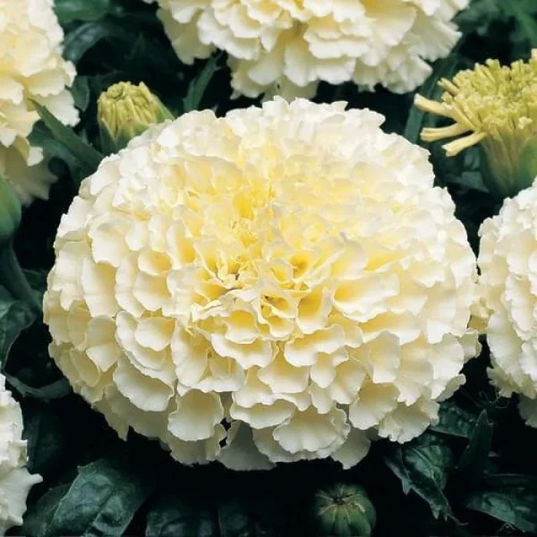 AFRICAN MARIGOLD SPP - Image 5