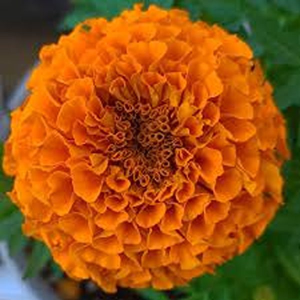AFRICAN MARIGOLD SPP - Image 3