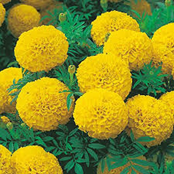 AFRICAN MARIGOLD SPP - Image 4