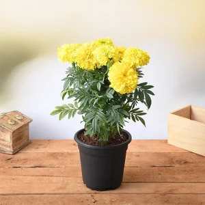 AFRICAN MARIGOLD SPP