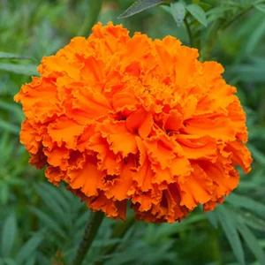 AFRICAN MARIGOLD SPP