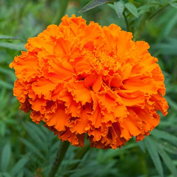 AFRICAN MARIGOLD SPP - Image 2