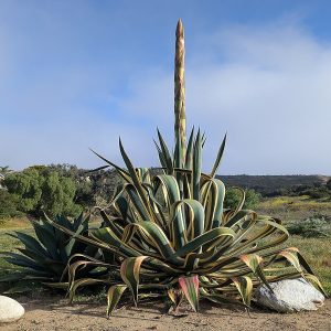 Agave americana