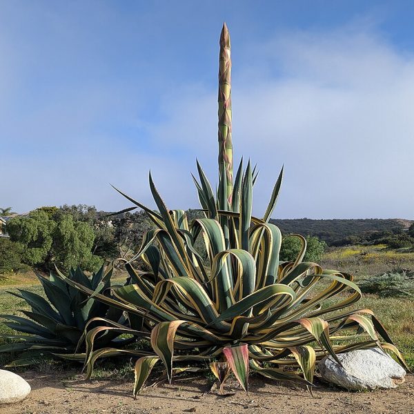 Agave americana - Image 2