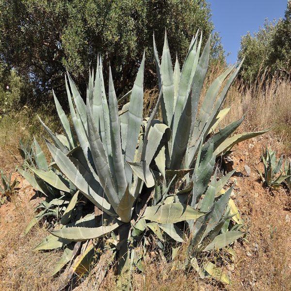 Agave americana - Image 3
