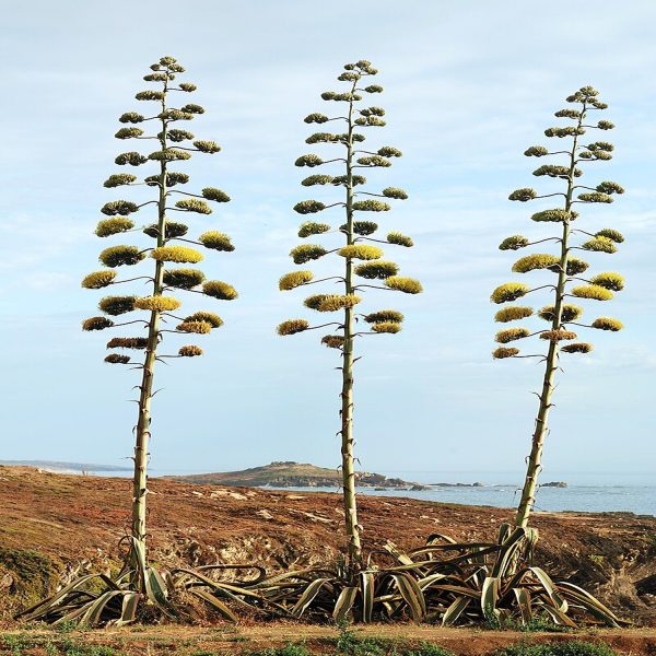Agave americana - Image 4