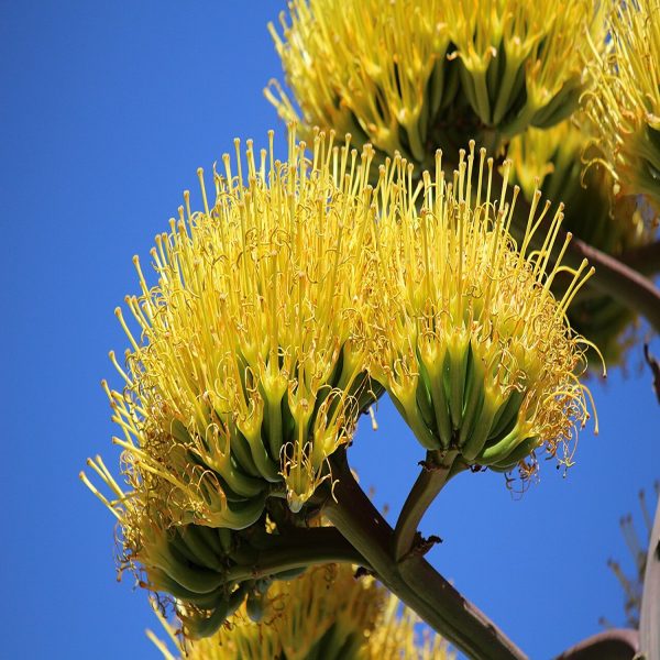 Agave americana - Image 5