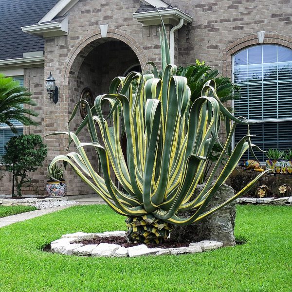 Agave americana - Image 6