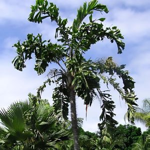 AIPHANES CARYOTAEFOLIA