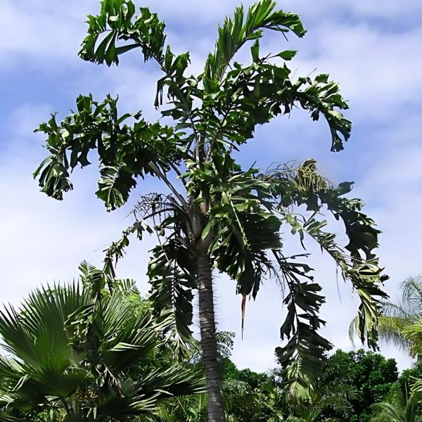 AIPHANES CARYOTAEFOLIA - Image 2