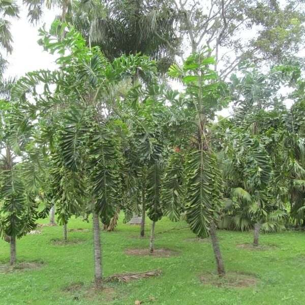 AIPHANES CARYOTAEFOLIA