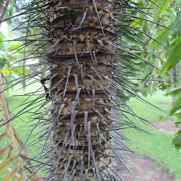 AIPHANES CARYOTAEFOLIA - Image 4