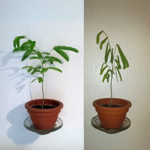 ALBIZIA JULIBRISSIN
