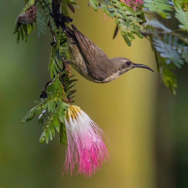 ALBIZIA JULIBRISSIN - Image 3