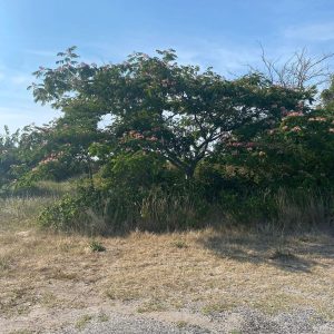 ALBIZIA JULIBRISSIN