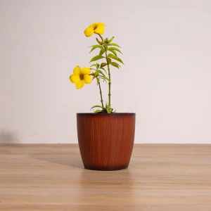 ALLAMANDA NERIIFOLIA