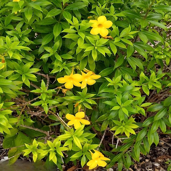 ALLAMANDA NERIIFOLIA - Image 3