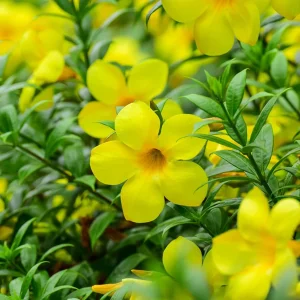 ALLAMANDA NERIIFOLIA