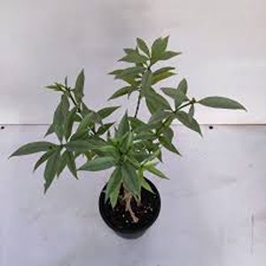 ALLAMANDA SCHOTTII
