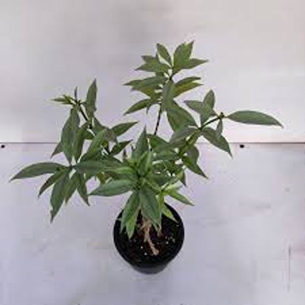 ALLAMANDA SCHOTTII