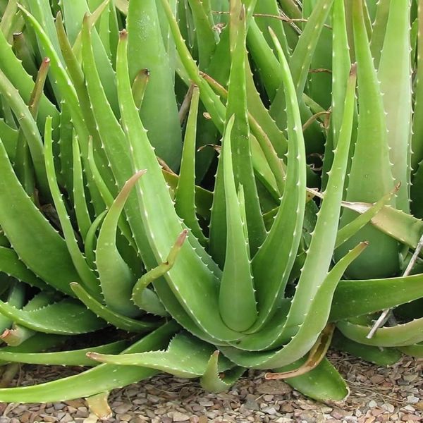 Aloe barbadensis - Image 5