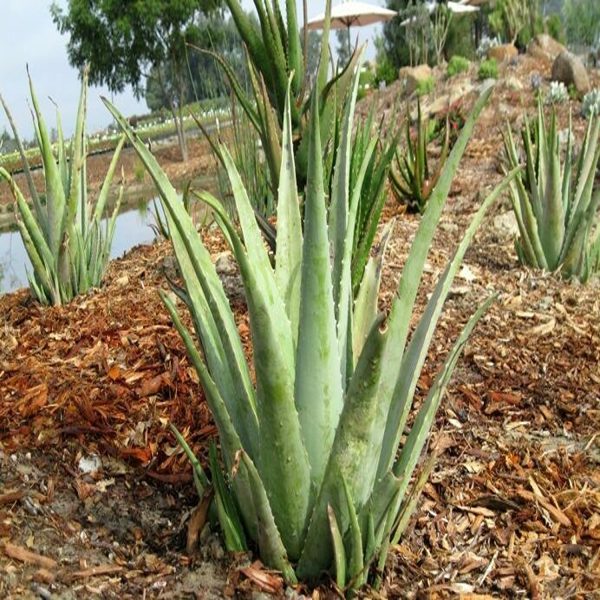 Aloe barbadensis - Image 2