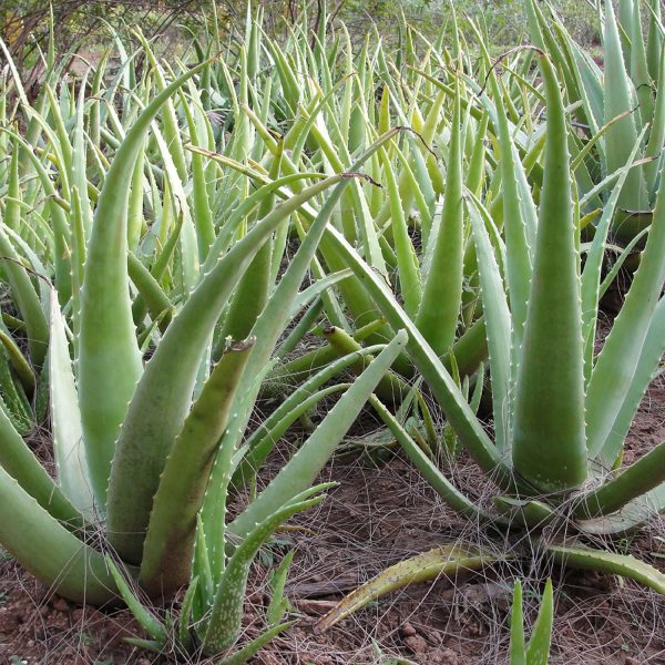 Aloe barbadensis - Image 4
